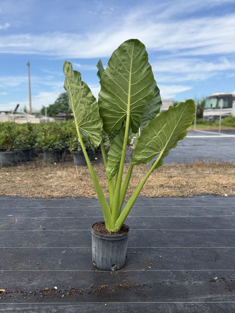 Alocasia Elephant Ears, 3 gallon, $8 at 305 Brothers Nursery in Homestead FL