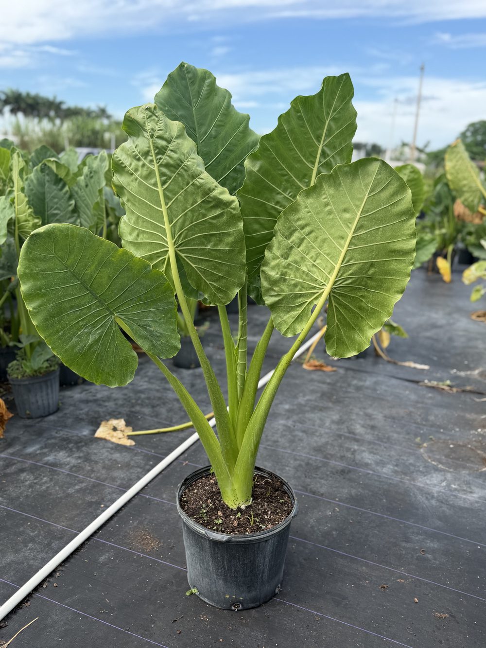 Alocasia Elephant Ears, 7 gallon, $20 at 305 Brothers Nursery in Homestead FL