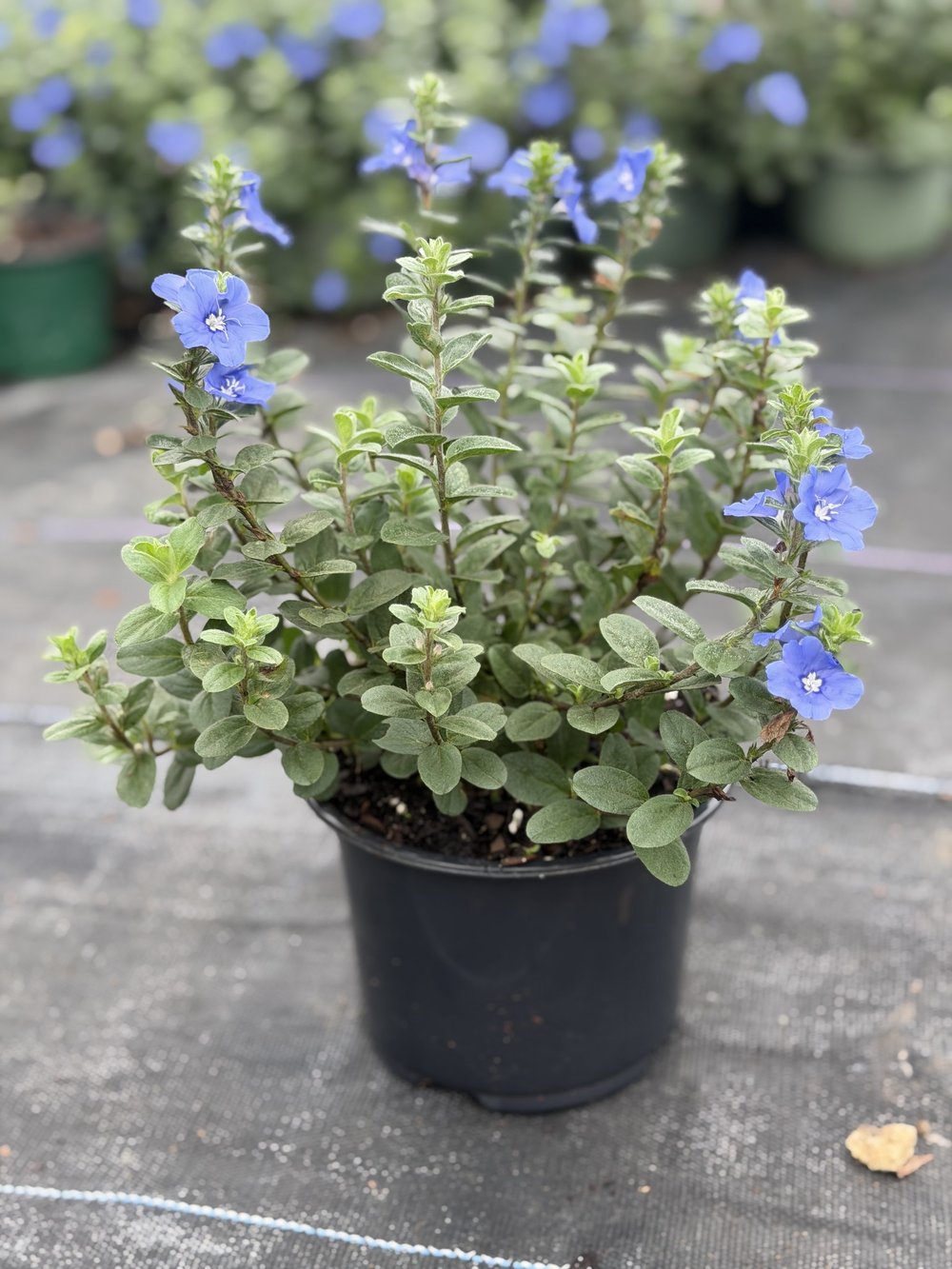 Blue Daze, 1 gallon, $1.75 at 305 Brothers Nursery in Homestead FL