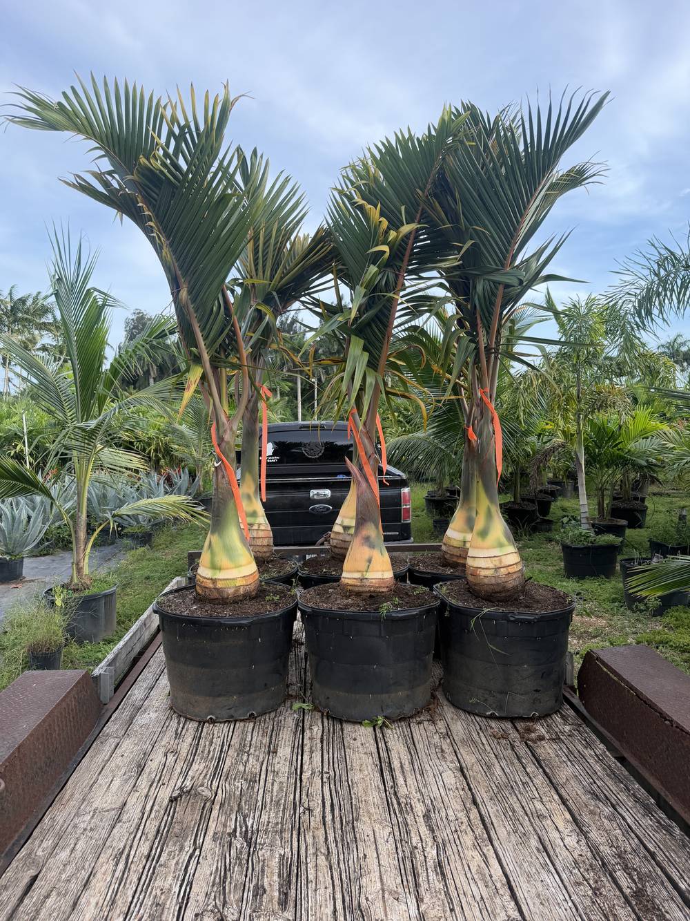 Bottle Palm, 25 gallon, $90 at 305 Brothers Nursery in Homestead FL