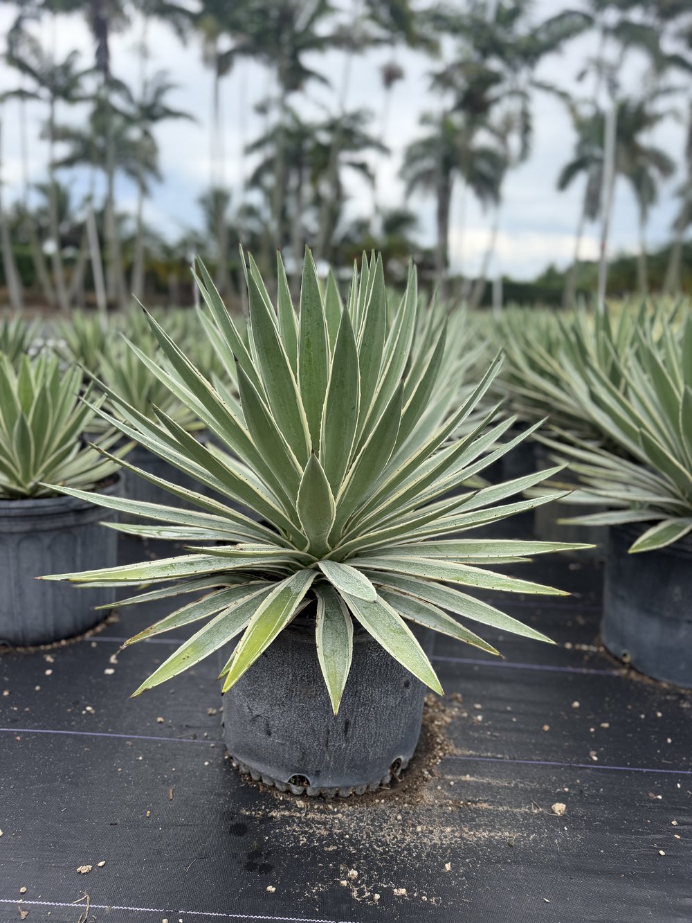 Caribbean Agave, 7 gallon, $25 at 305 Brothers Nursery in Homestead FL