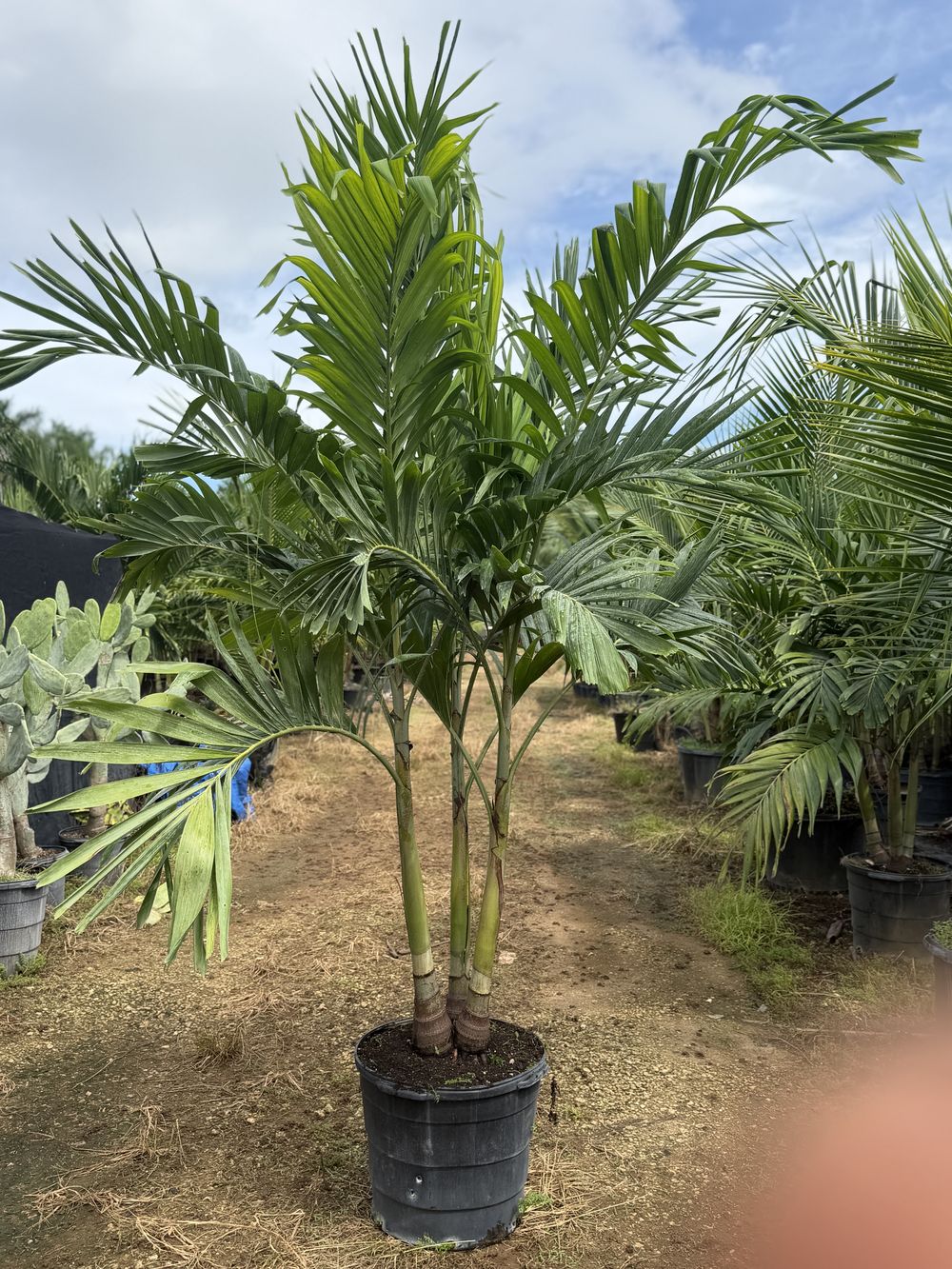 Christmas Palm, 15 gallon, $30 at 305 Brothers Nursery in Homestead FL