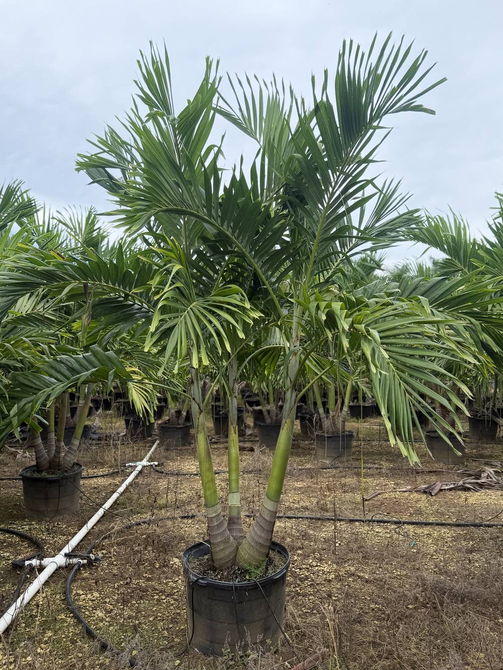 Christmas Palm, 25 gallon, $75 at 305 Brothers Nursery in Homestead FL