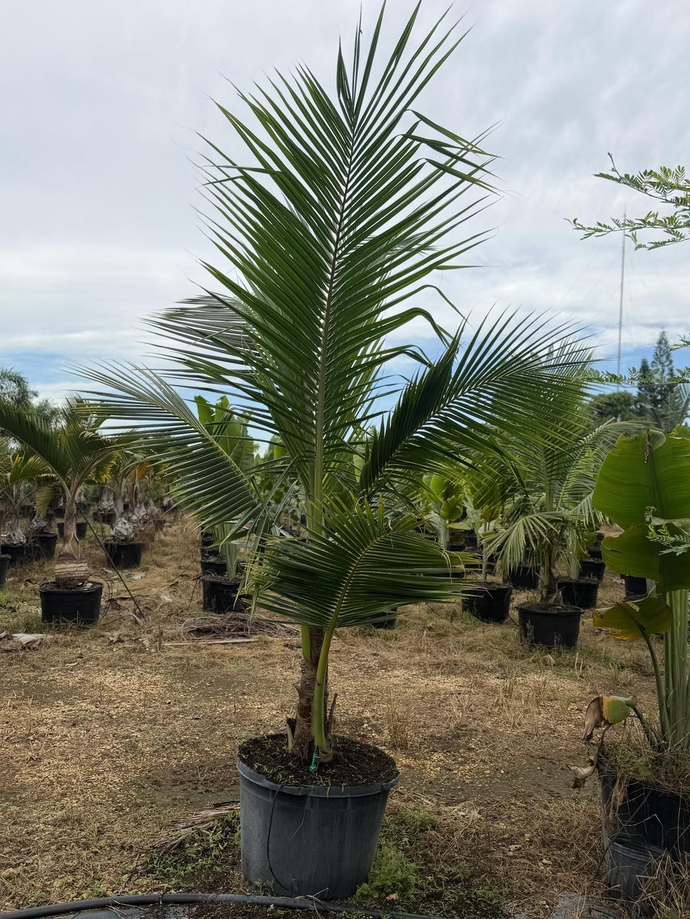 Coconut Palm, 25 gallon, $75 at 305 Brothers Nursery in Homestead FL