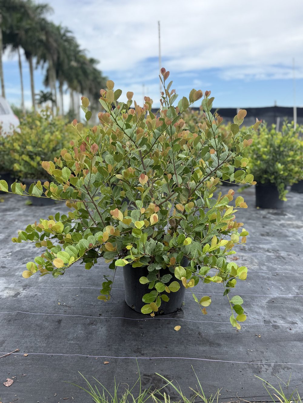 Cocoplum, 7 gallon, $13 at 305 Brothers Nursery in Homestead FL