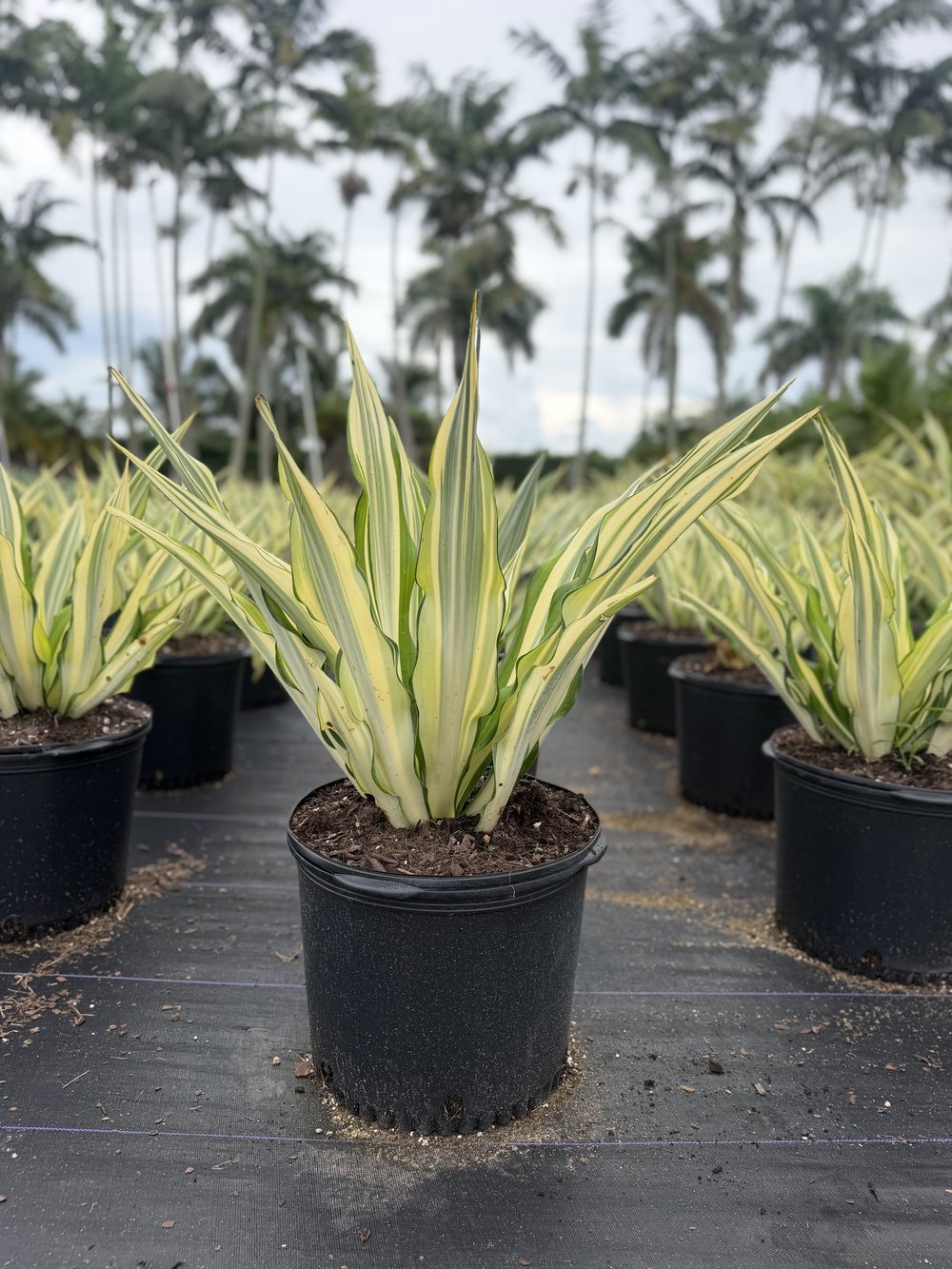 False Agave in 3, 7 and 25 gallon pots at 305 Brothers Nursery in Homestead FL