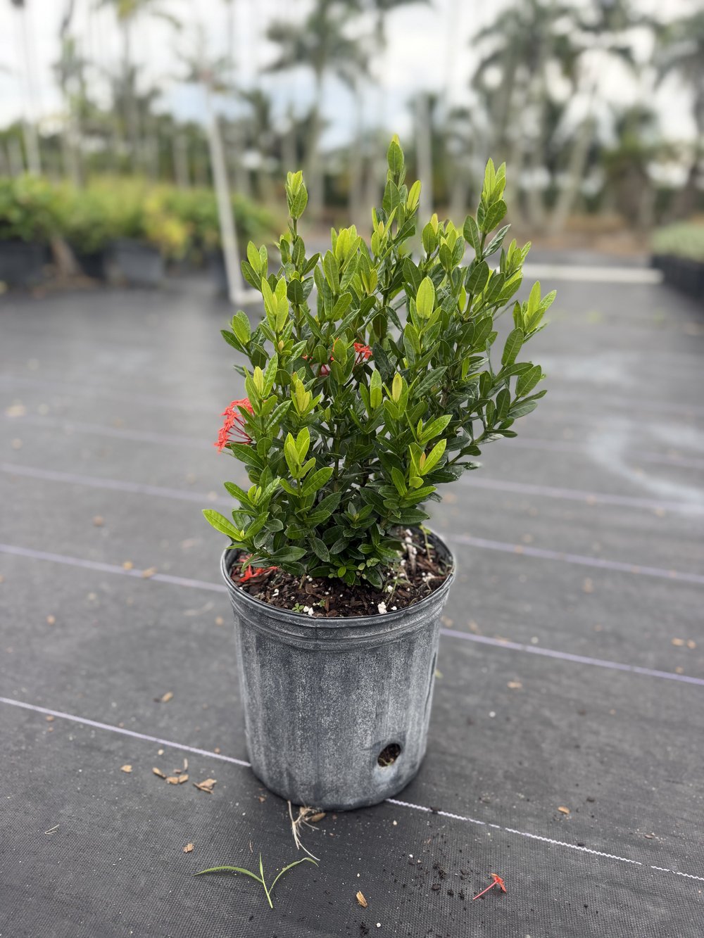 Ixora Taiwanensis, 3 gallon, $3.75 at 305 Brothers Nursery in Homestead FL