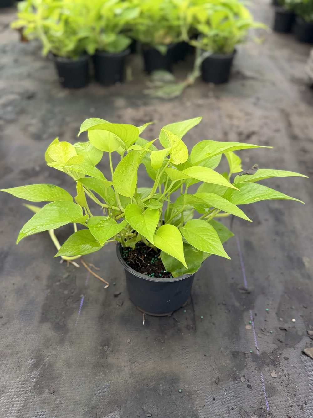 Neon Pothos, 6-inch pot, $3.50 at 305 Brothers Nursery in Homestead FL