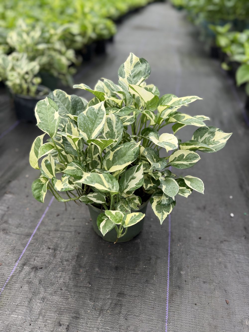 Pearl & Jade Pothos, 6-inch pot, $3.50 at 305 Brothers Nursery in Homestead FL