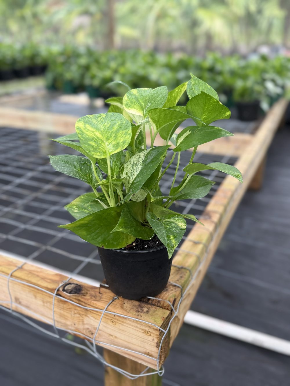 Golden Pothos, 6-inch pot, $3.75 at 305 Brothers Nursery in Homestead FL