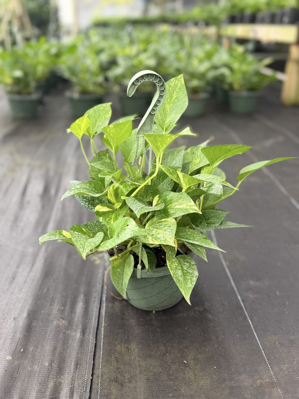 Golden Pothos, Hanging basket, $8 at 305 Brothers Nursery in Homestead FL