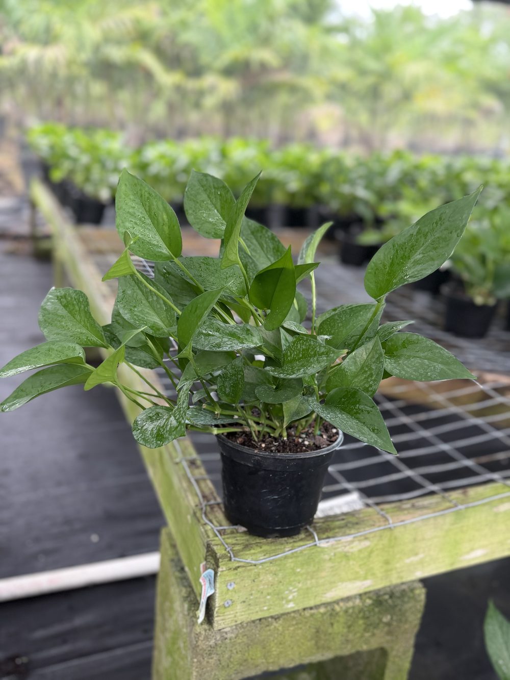 Jade Pothos, 6-inch pot, $3.75 at 305 Brothers Nursery in Homestead FL