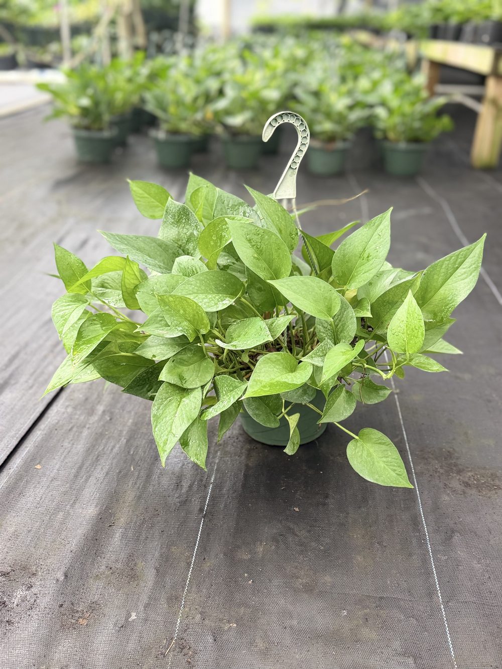Jade Pothos, Hanging basket, $8 at 305 Brothers Nursery in Homestead FL