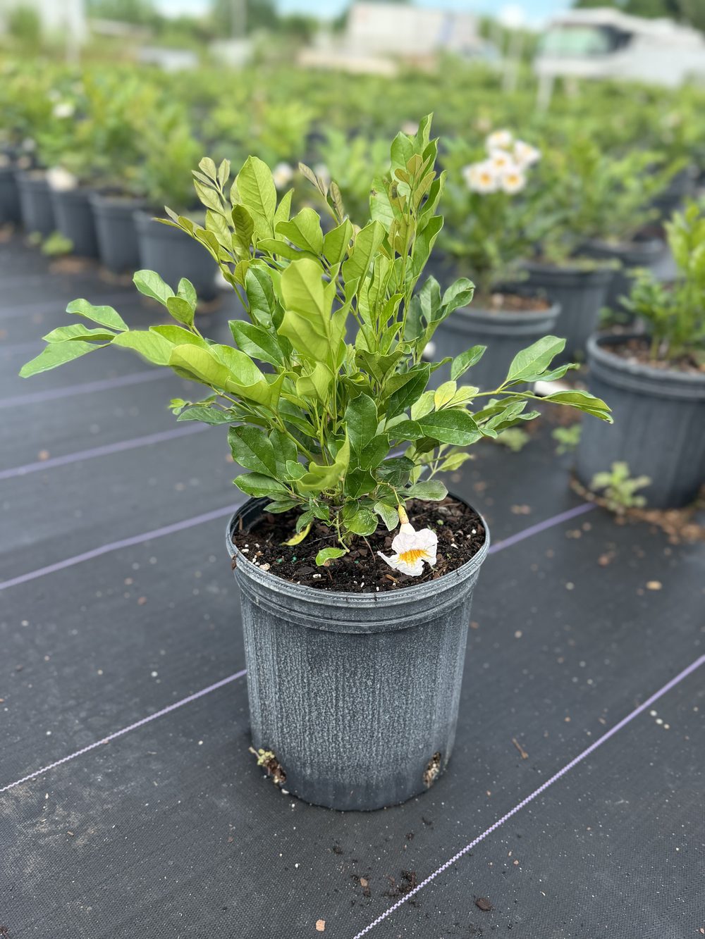 Radermachera, 3 gallon, $10 at 305 Brothers Nursery in Homestead FL