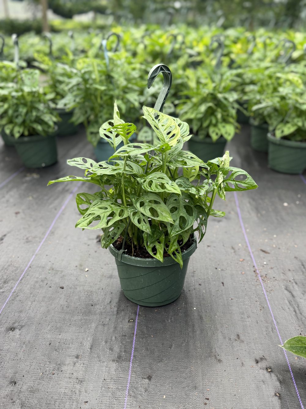 Swiss Cheese Vine, Hanging basket, $6.50 at 305 Brothers Nursery in Homestead FL