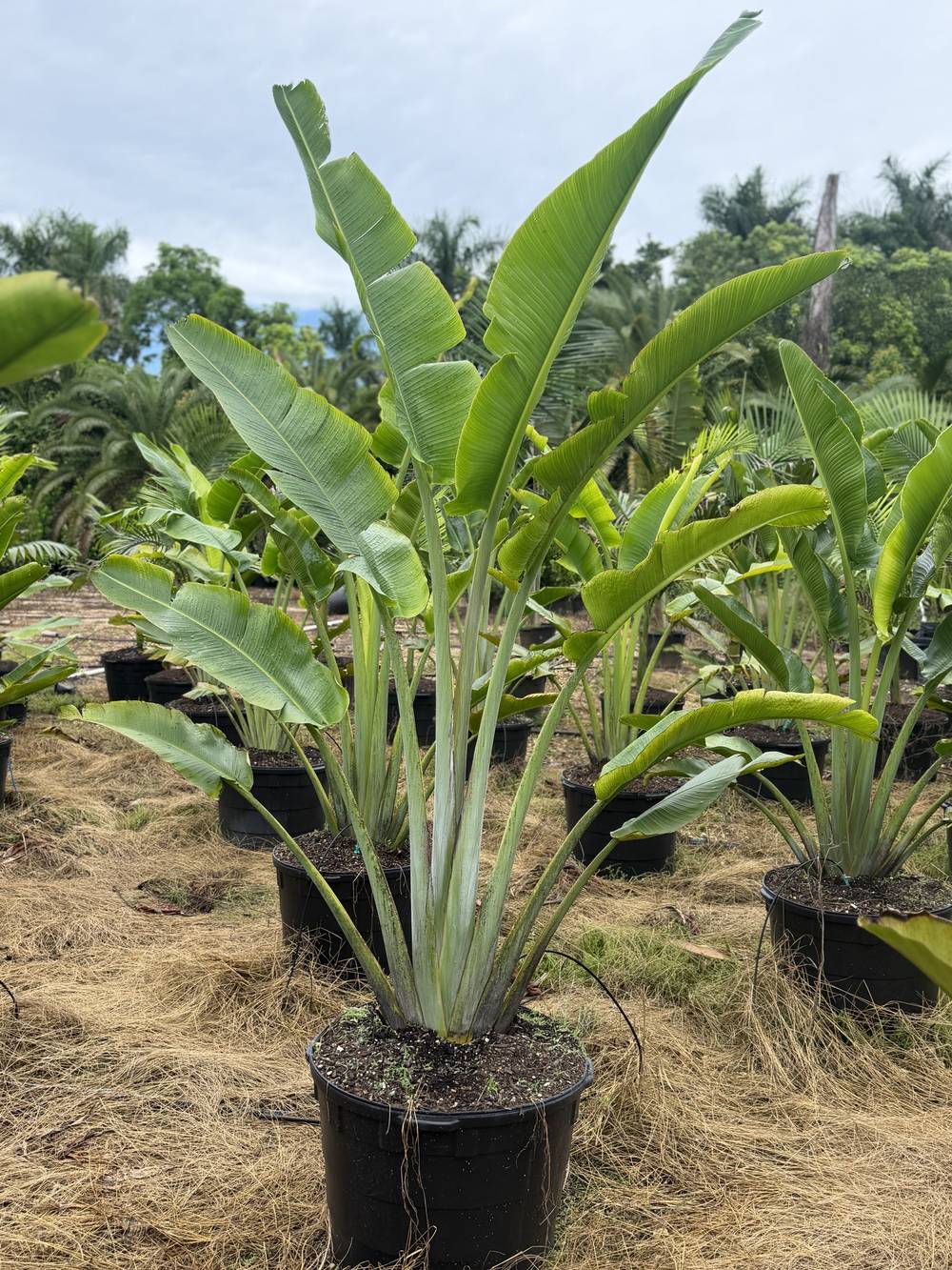 Traveler's Palm, 25 gallon, $75 at 305 Brothers Nursery in Homestead FL